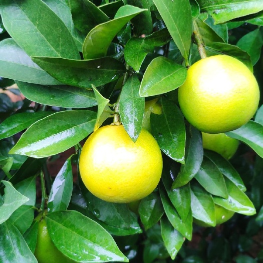 龙州县 红江橙