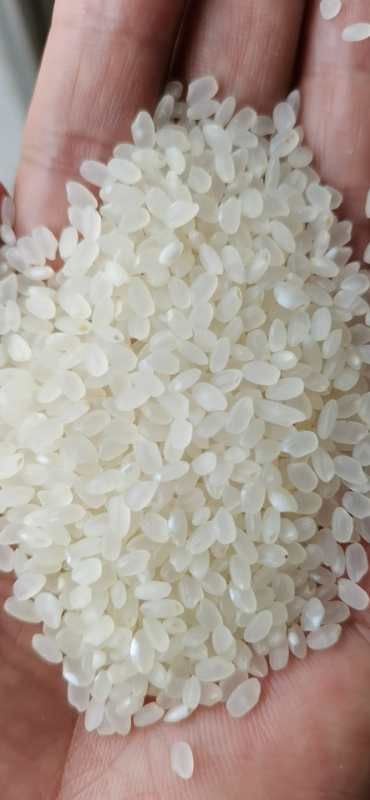 珍珠米亩产图片