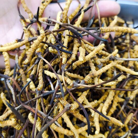 冬虫夏草10克装虫草每克5根干货无断草产地直销