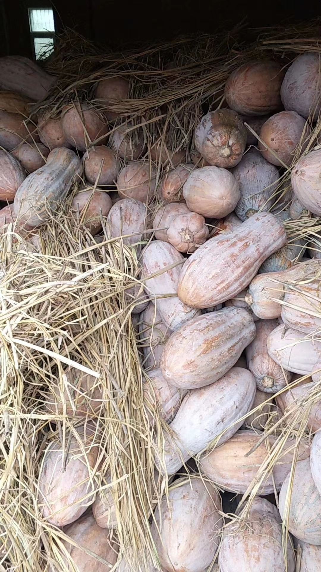 广西南宁直发新鲜蜜本南瓜批发零售当季瓜菜农产品