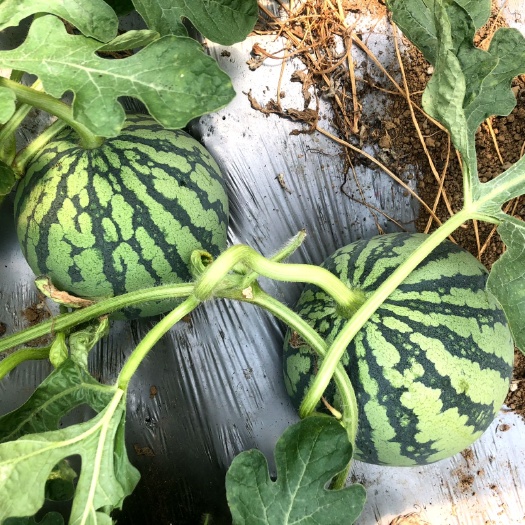 嘉兴麒麟西瓜 有籽 红色 花皮 
