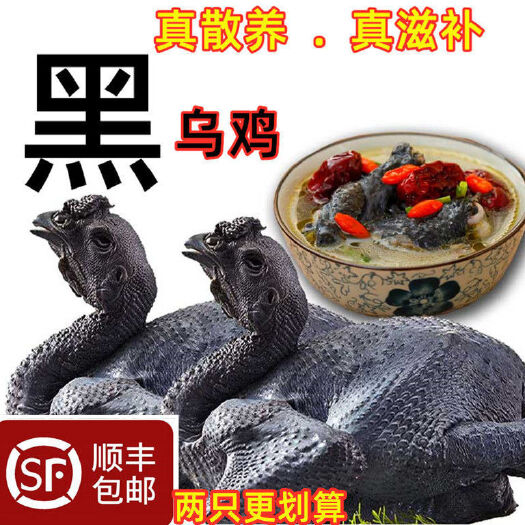阳谷县正宗散养乌鸡新鲜乌鸡肉整只乌骨白凤乌鸡滋补老乌鸡月子鸡