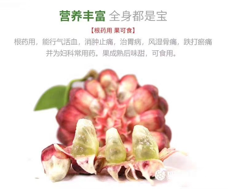 黑老虎果  新鲜水果黑老虎水果布福娜大血藤**养生水果