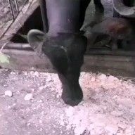 玉林豆腐渣 黄豆渣 新鲜的 发酵豆渣工厂直销