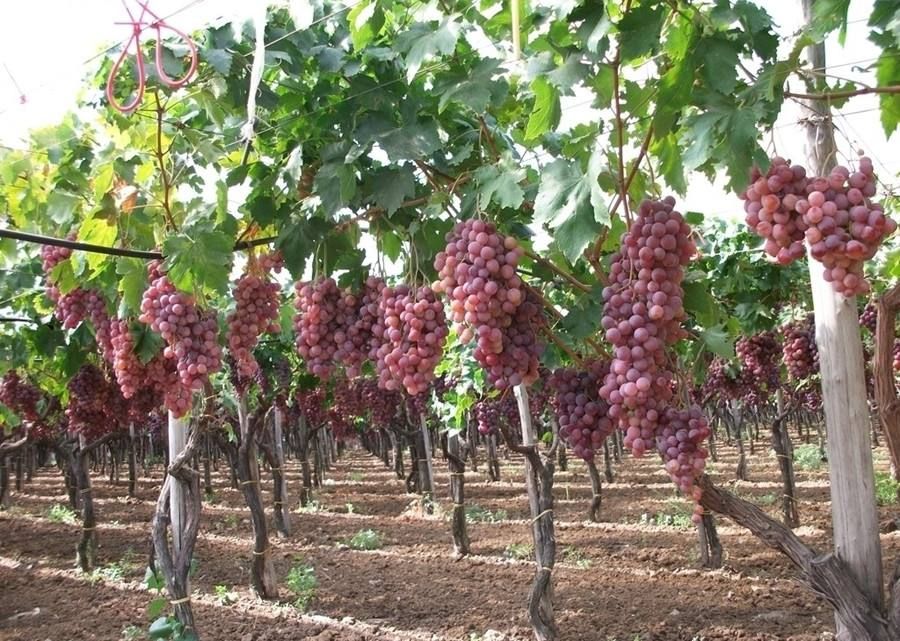 美国红提苗 红提葡萄苗，优质树苗，品种纯正，现挖现发  南北方均可种植