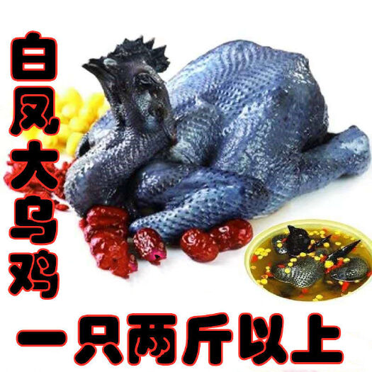 阳谷县白羽乌鸡  【农家散养乌鸡】批发包邮老母鸡柴鸡乌骨鸡月子鸡草