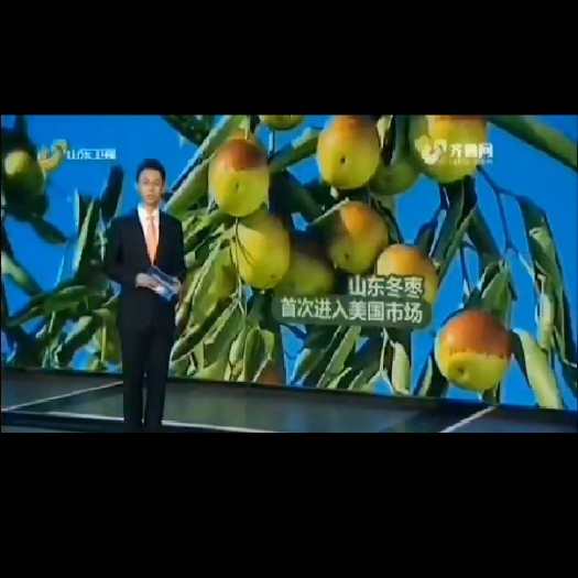 滨州脆枣 沾化原始冬枣