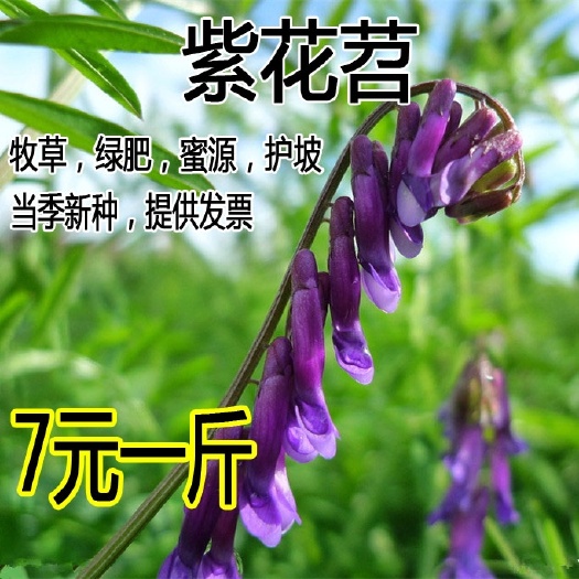 沭阳县苕子种子  果园绿肥种子光叶紫花苕长柔毛野豌豆毛苕子养蜂蜜源植物牧草草籽