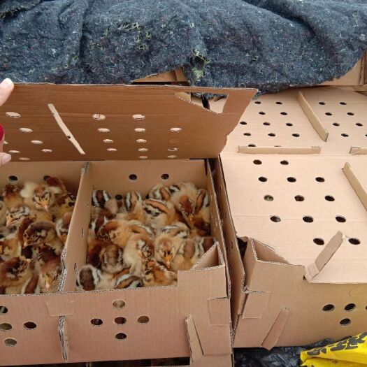 简阳市青脚土鸡苗 香鸡一号  青脚土鸡  大品种   常年供应鸡苗 厂家直销