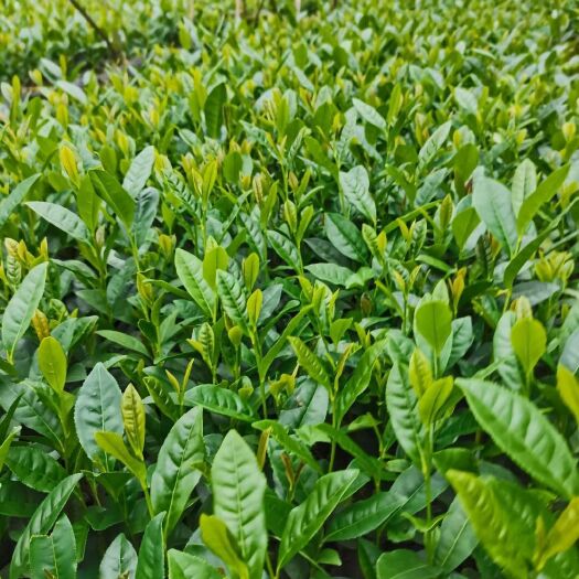雅安茶树苗  茶叶苗（复选九号.四号.蒙山九号.福鼎.乌牛早.黄金茶）