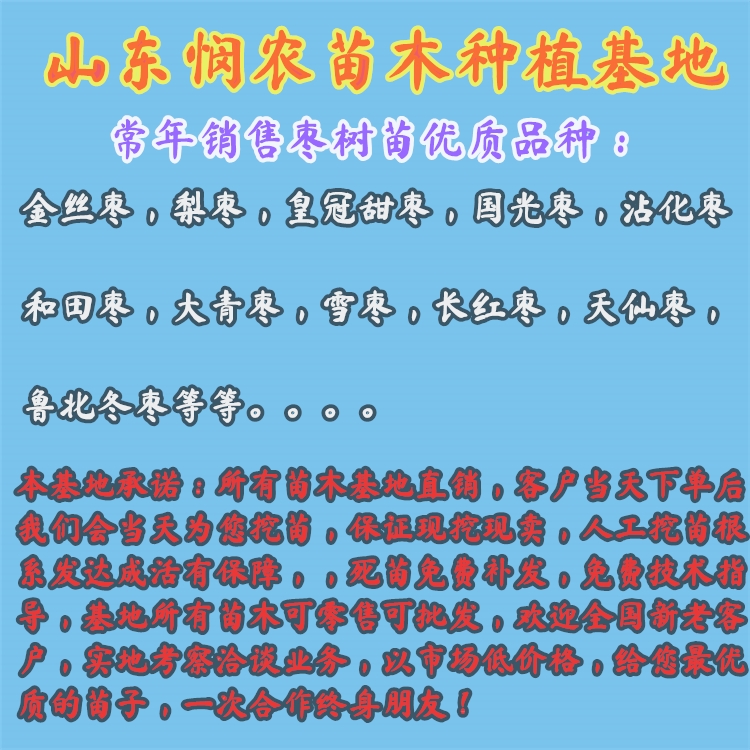 青枣苗  嫁接大青枣树苗，南北方种植庭院种植果树苗，当年结果盆栽地栽苗