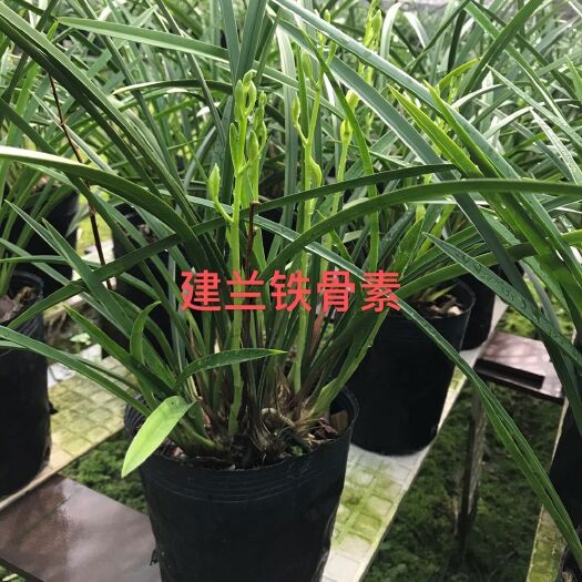 广州铁骨素兰花  建兰铁骨素