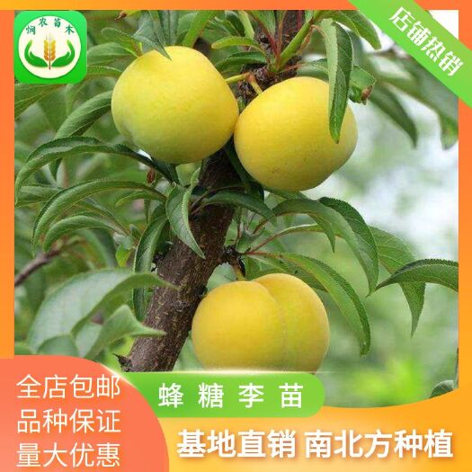 平邑县嫁接蜂糖李子果树苗，南北方种植庭院种植，当年结果，盆栽地栽苗