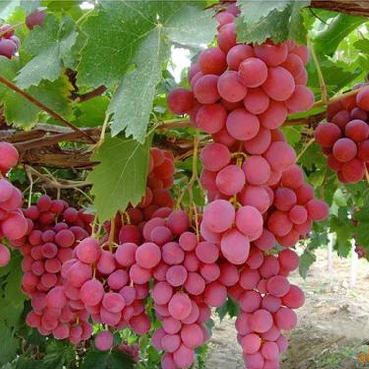 美国红提苗 红提葡萄苗，优质树苗，品种纯正，现挖现发  南北方均可种植