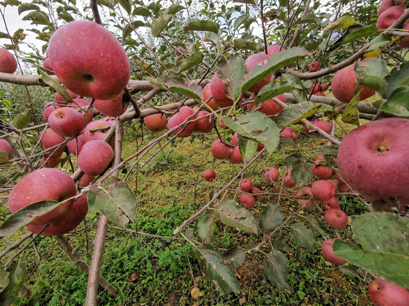  大涼山鹽源糖心紅富士蘋果，一件代發(fā)