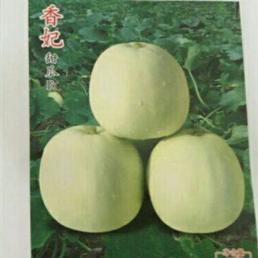 厦门白沙蜜甜瓜种子  香妃甜瓜种子    果型端正美观 肉质细嫩 产量高