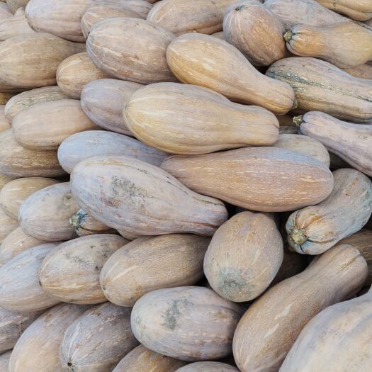 南宁广西南宁直发新鲜蜜本南瓜批发零售当季瓜菜农产品