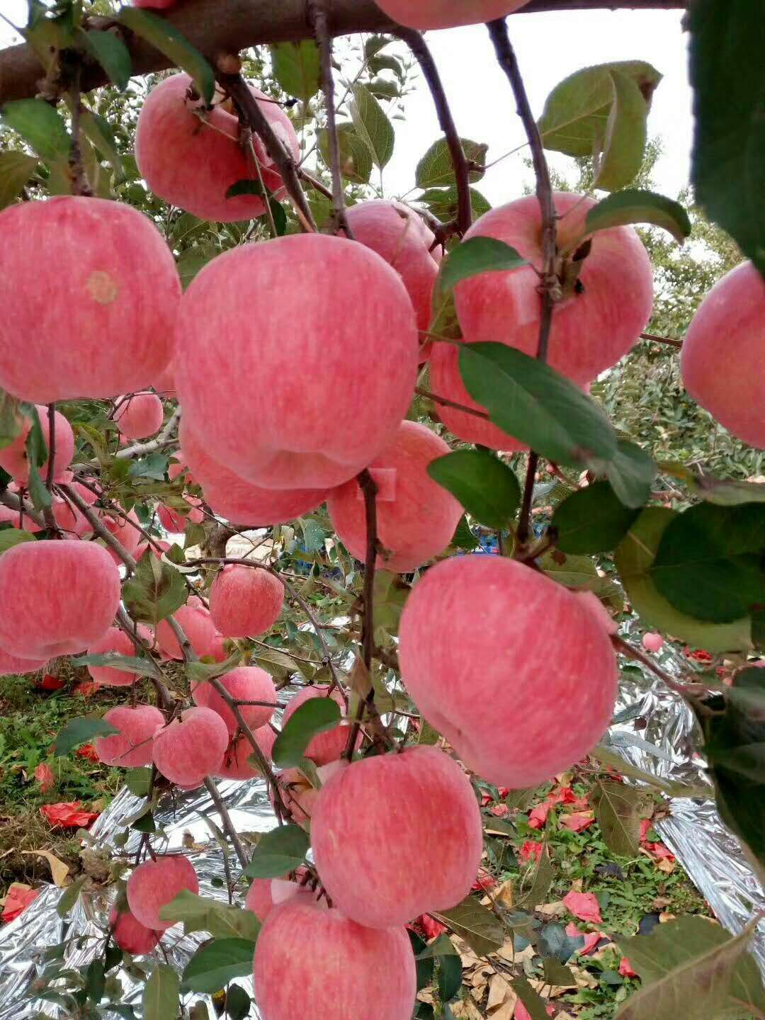 紅富士蘋果產地蘋果批發產地直髮果園看貨萬畝園林