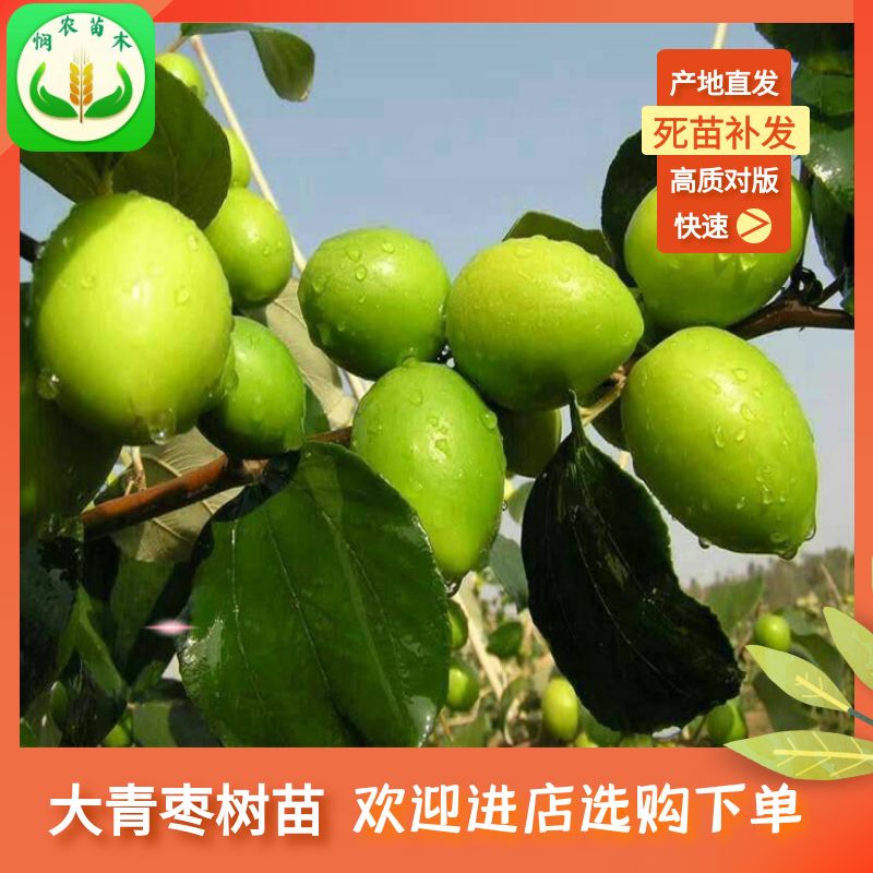 青枣苗  嫁接大青枣树苗，南北方种植庭院种植果树苗，当年结果盆栽地栽苗