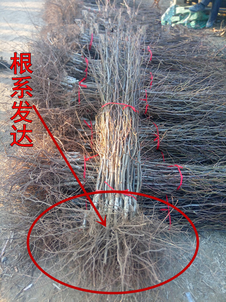 青枣苗  嫁接大青枣树苗，南北方种植庭院种植果树苗，当年结果盆栽地栽苗