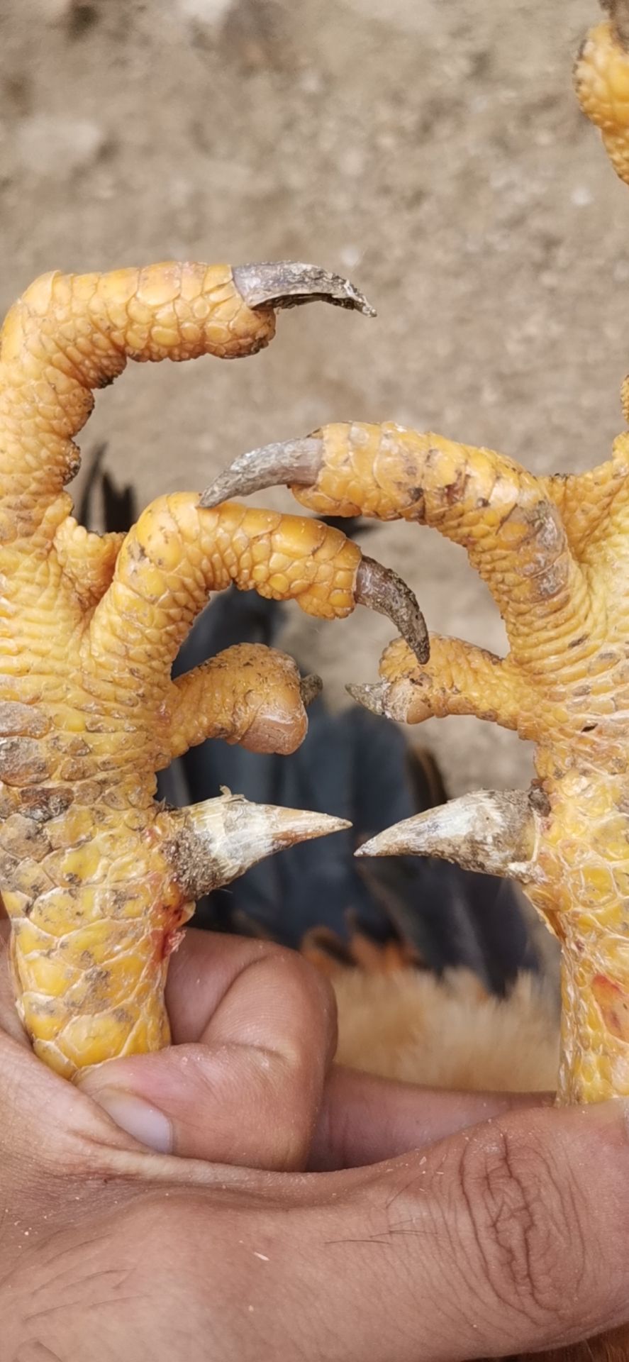 246天老阉鸡.均重5.56.毛衣滑靓