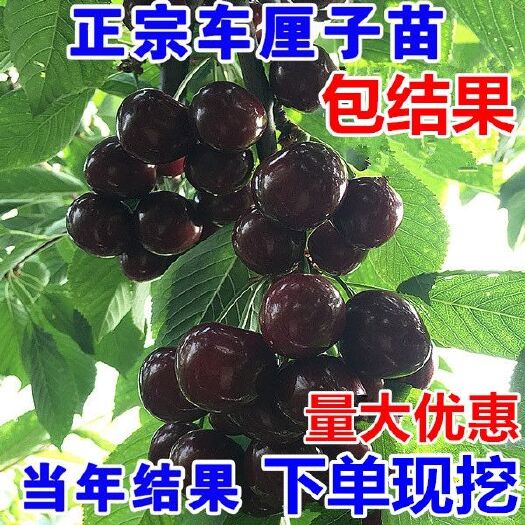 平邑县俄罗斯8号樱桃苗 嫁接大樱桃树苗果树苗南北方种植地盆栽特大新品车厘子苗当年结果
