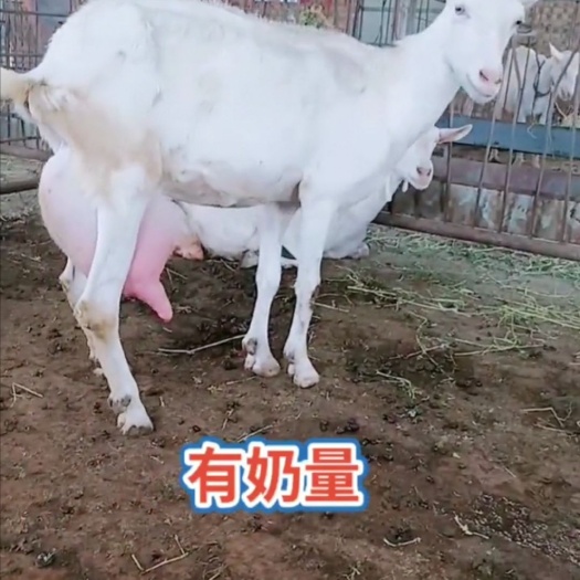 富平县头胎二胎萨能奶山羊
