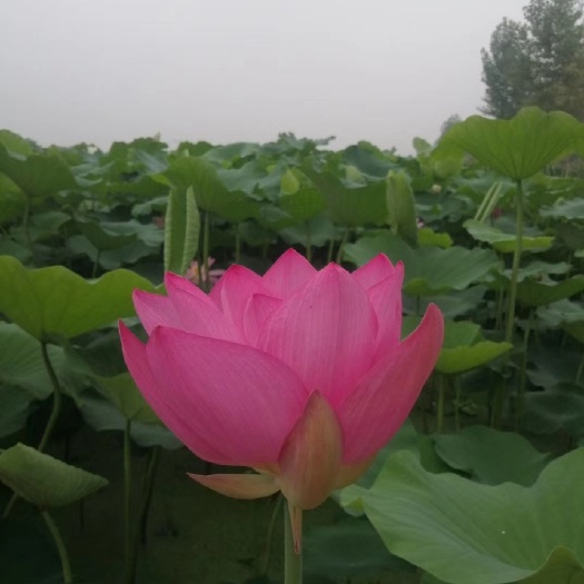 泽畔千层红观音，美人红莲藕