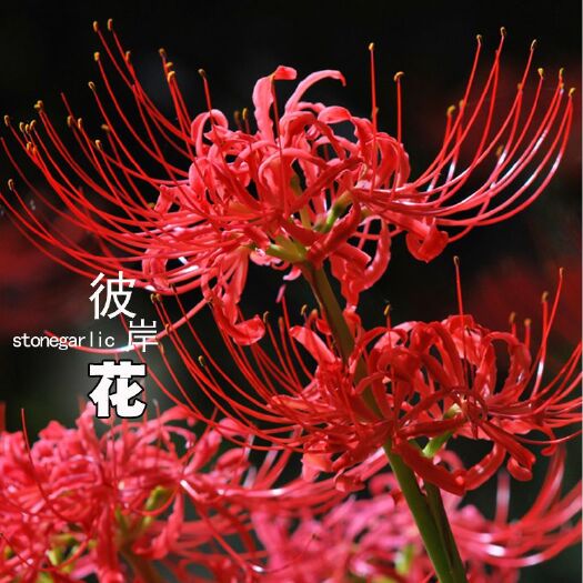 杭州石蒜苗  彼岸花种球曼珠沙华大种球石蒜四季绿植曼陀罗种子