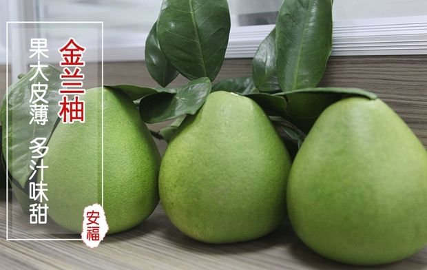 井冈山蜜柚，安福金兰柚