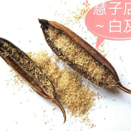 成都白芨种子，白及果夹，基地采摘，成活率高，发芽快