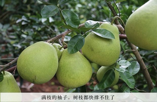 井冈山蜜柚，安福金兰柚
