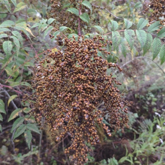 珍珠梅种子  无杂质，颗粒饱满