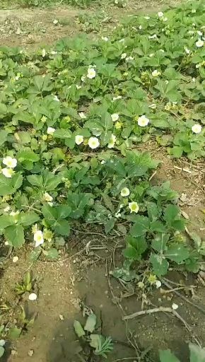 平邑县草莓苗天使ae  天使ae草莓苗，保真，可签合同