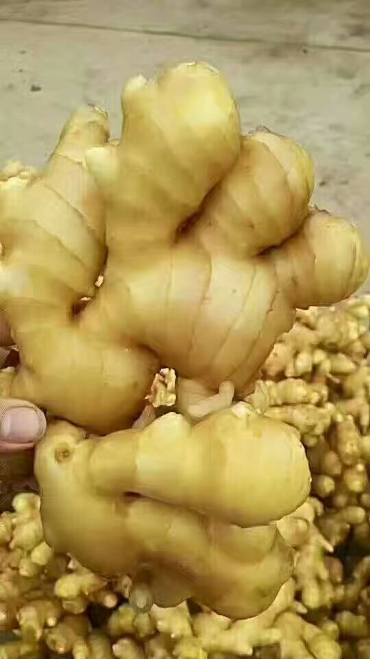 『生姜产地』万亩基地 常年批发大黄姜 小黄姜 全国发货