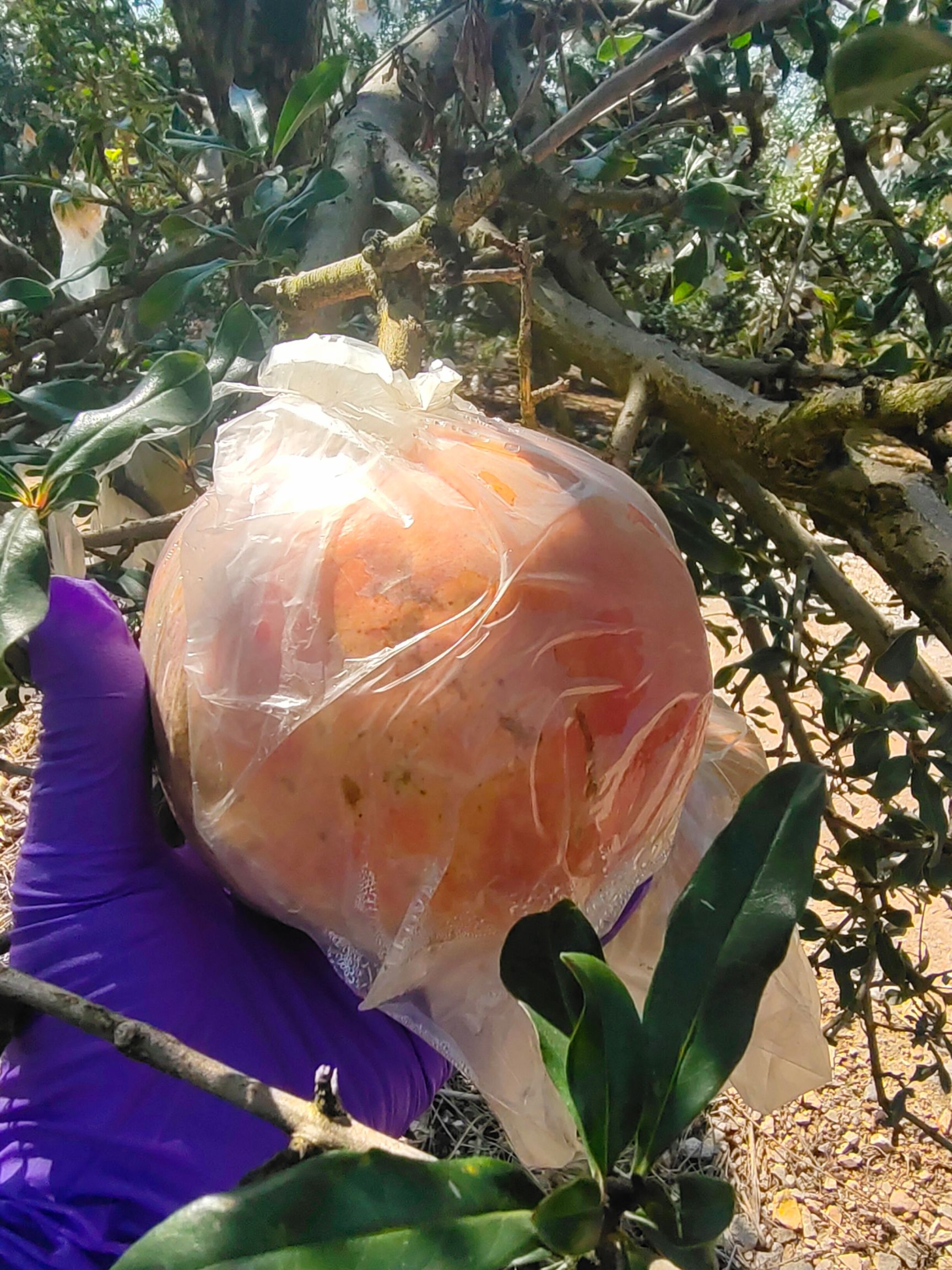 蒙自薄皮水晶老树石榴