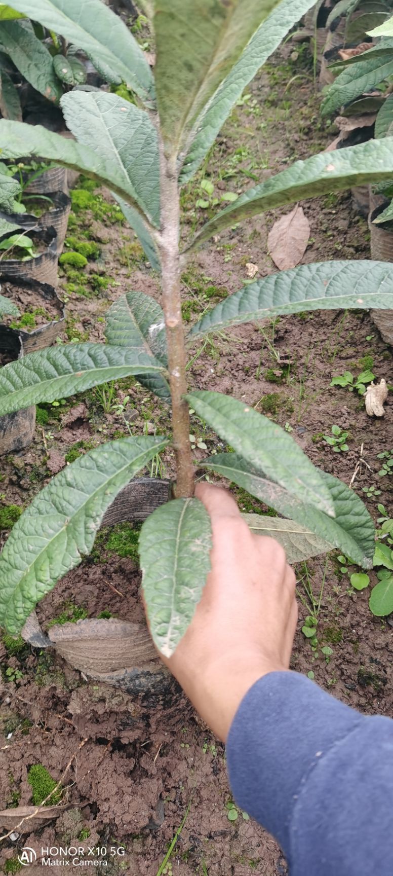 白玉枇杷苗  白玉枇杷杯苗