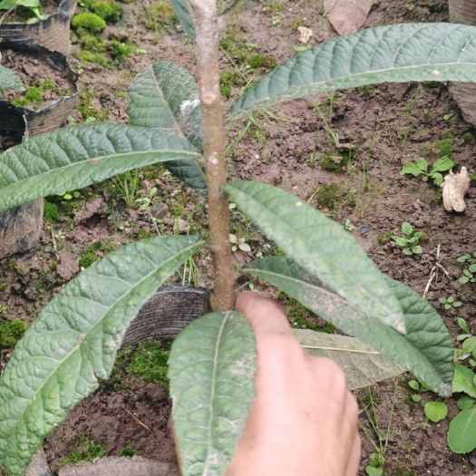 白玉枇杷苗  白玉枇杷杯苗