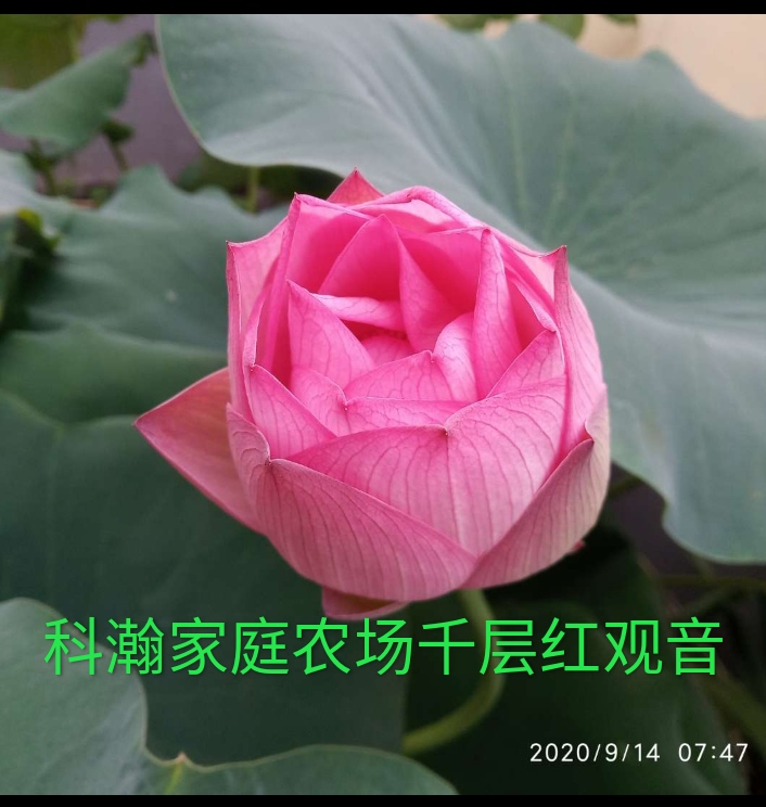 泽畔千层红观音，美人红莲藕
