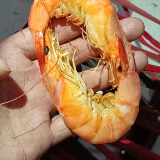 滨州烤虾干  电烤虾