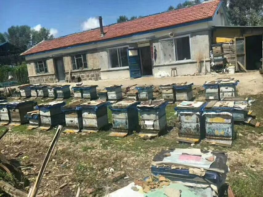 椴树蜜 小邢蜂蜜