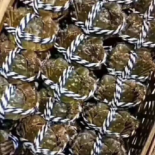 昆山市阳澄湖镇镇大闸蟹 统货 多规格 