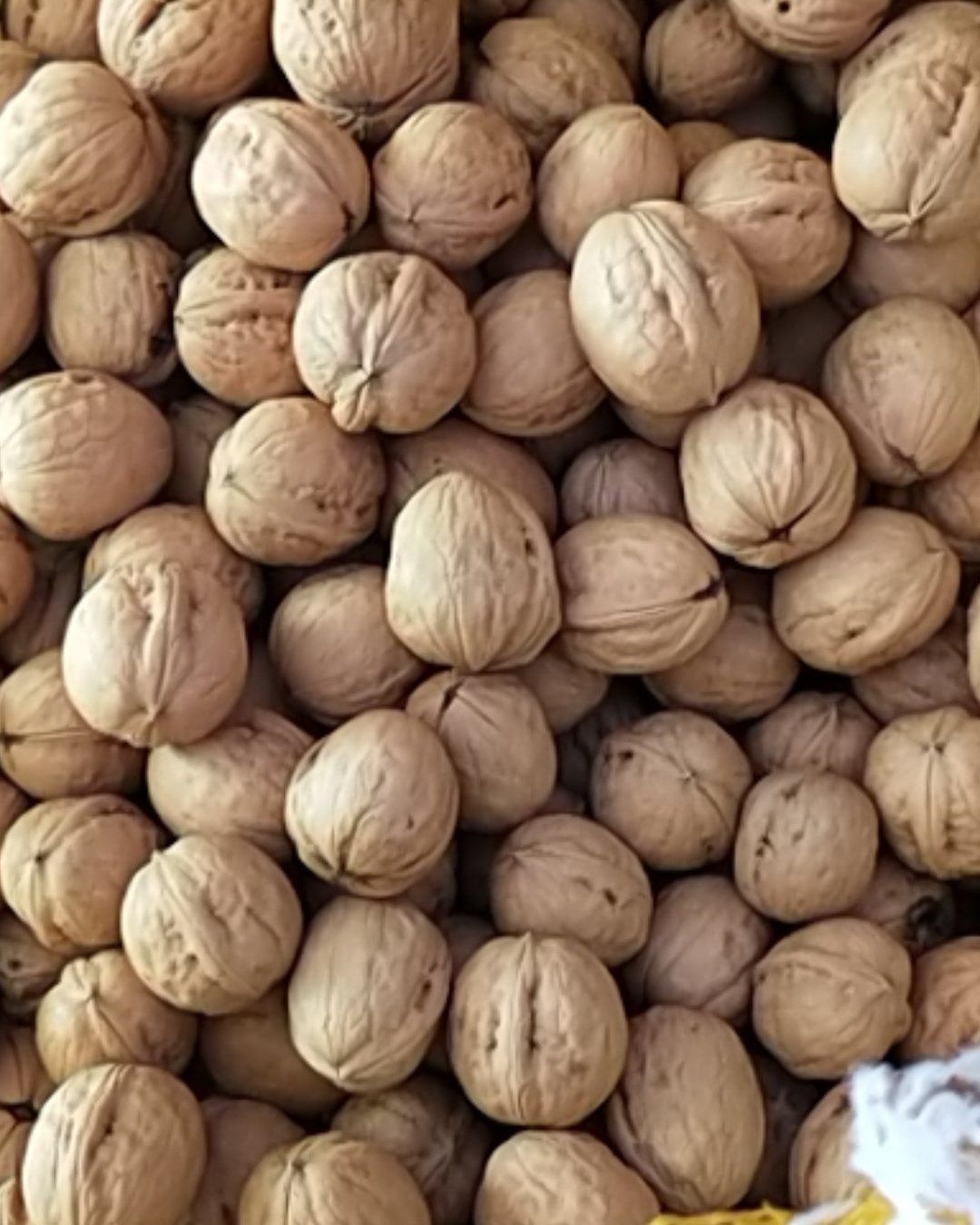  黄龙香玲核桃，皮薄，山区油大，口感好，非常香！