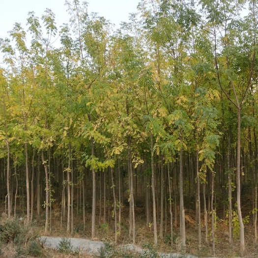 出售小叶白蜡树