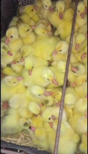 原阳县大三花鹅苗  三花鹅苗，三百公里以内管送货上门，出壳防疫，