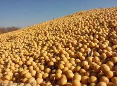 黑龙江大豆.蛋白42，豆制品专用