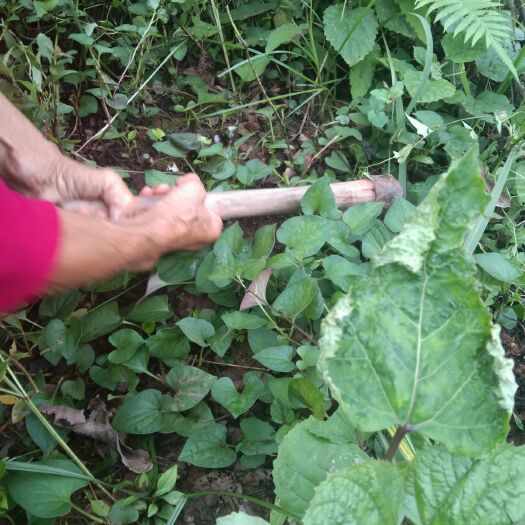 慈利县 野生鱼腥草