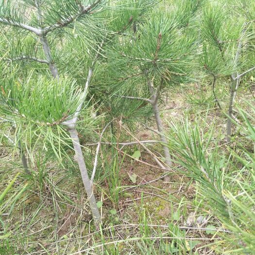 武山县天水白皮松 白皮松    一米以内     一周内有效