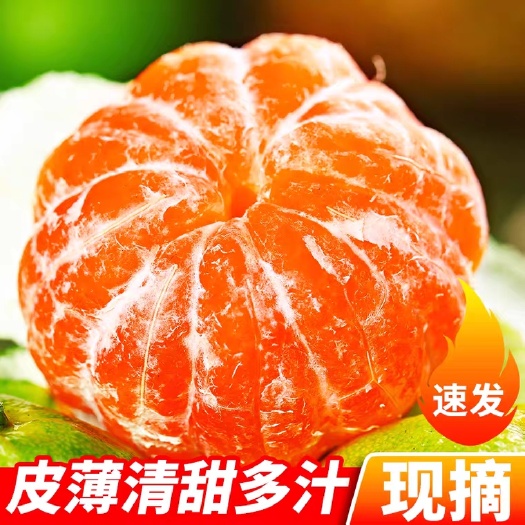 天门市普早蜜桔  大量蜜桔低价出售