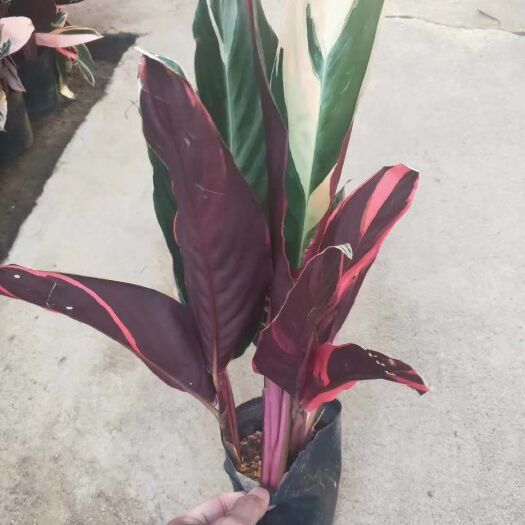 广州彩叶箭雨竹芋 